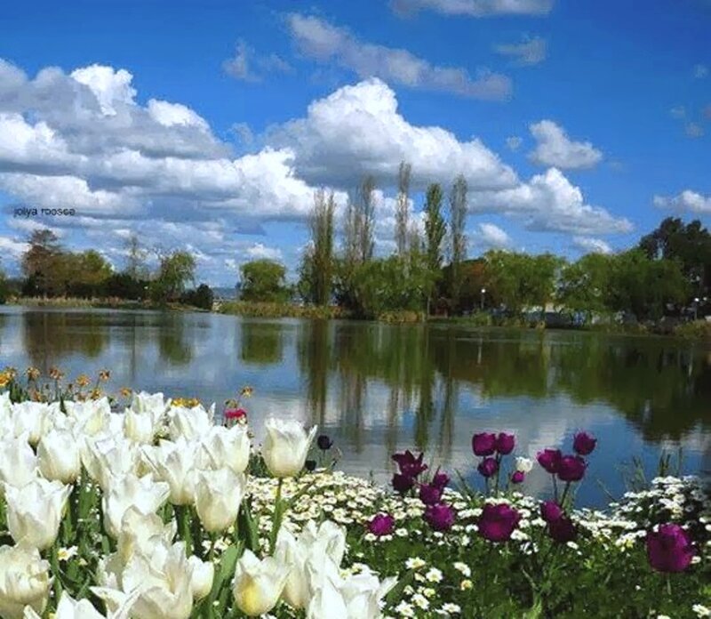 Tulips by a Pond — White