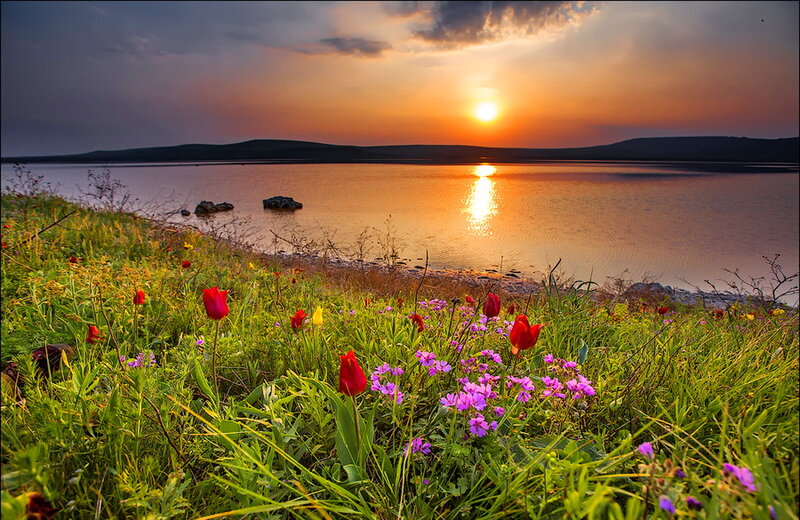Tulips by Lake at Sunset