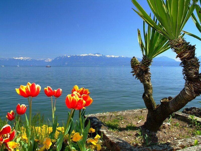Tulips by Lake Shore — Blue