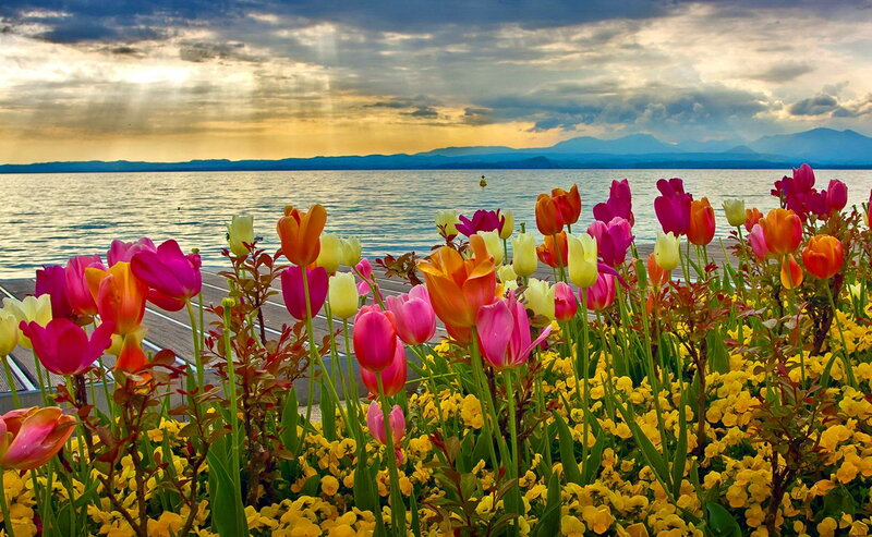 Tulips by Lake Shore