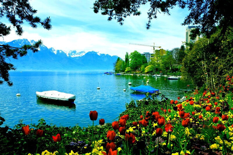 Tulips by Lake