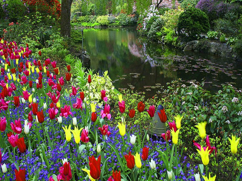 Tulips by Pond — Red
