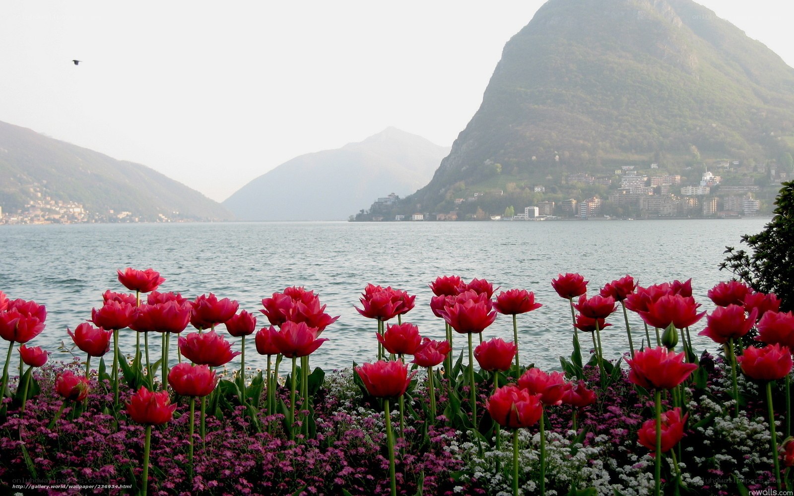 Tulips by the lake
