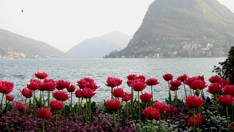 Tulips by the lake
