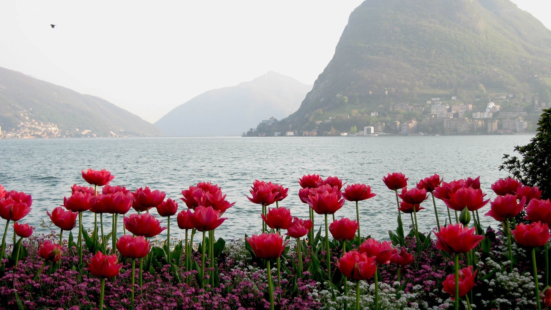 Tulips by the lake