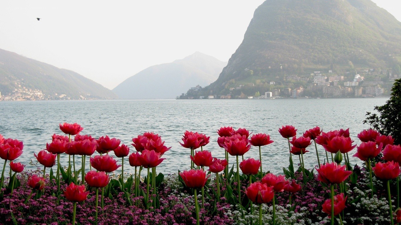 Tulips by the lake