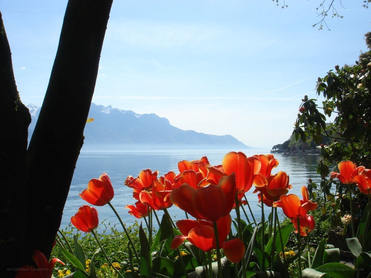 Tulips by the lake