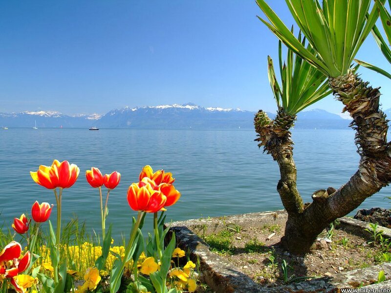 Tulips by the lake