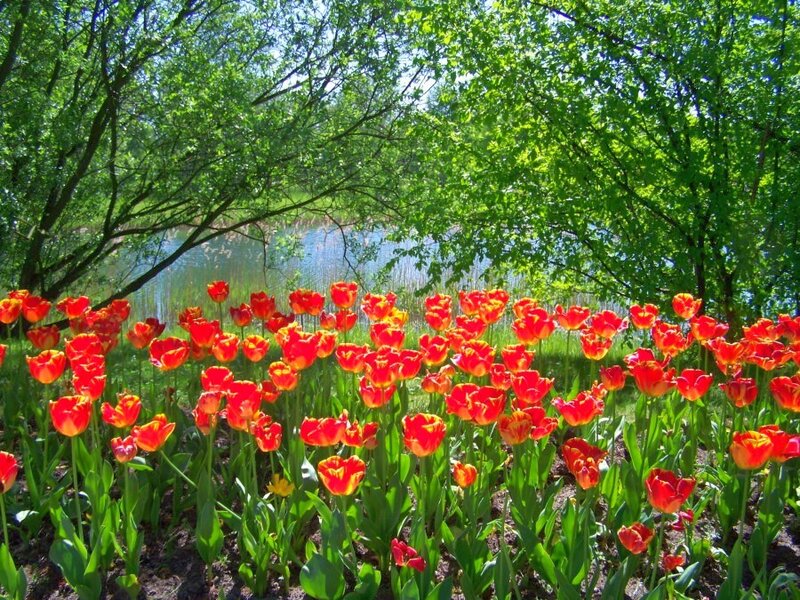 Tulips by the lake