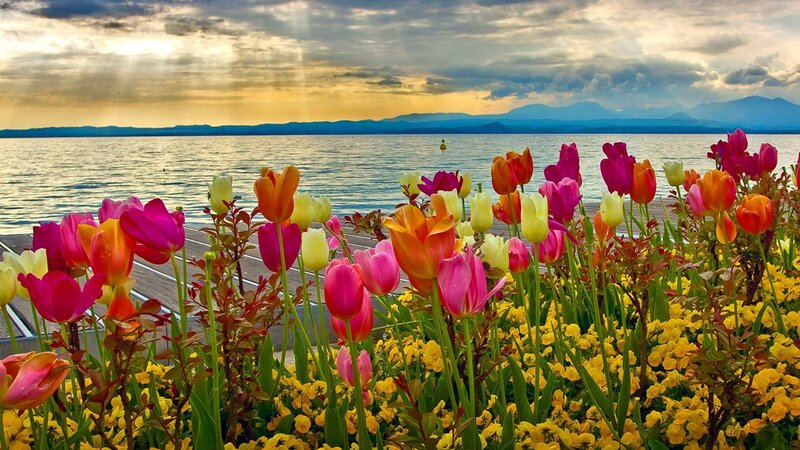 Tulips by the Lake — Pink, Serene, Sunset, Photograph