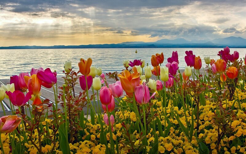 Tulips by the Lake — Pink, Serene, Sunset
