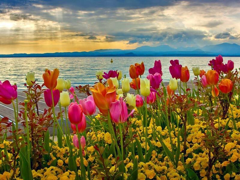 Tulips by the Lake — Pink, Serene