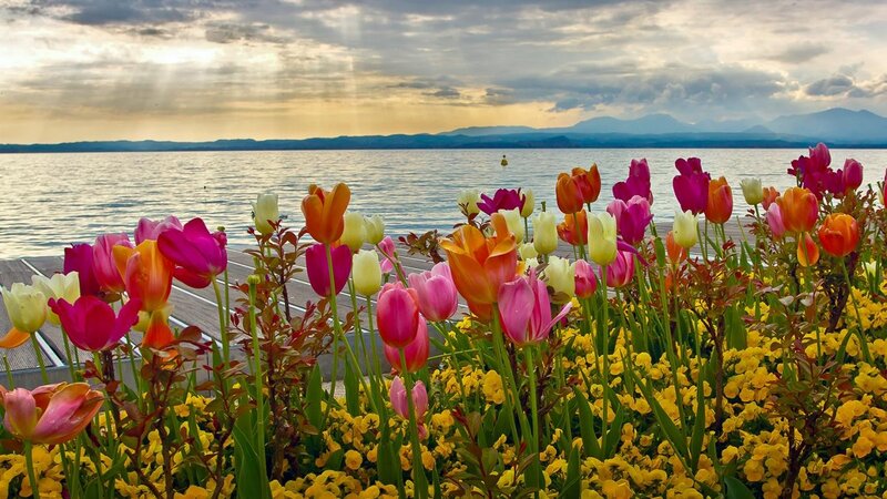 Tulips by the Lake — Pink