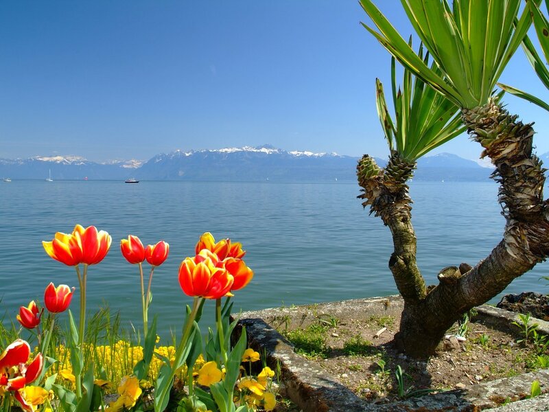 Tulips by the lake with mountains