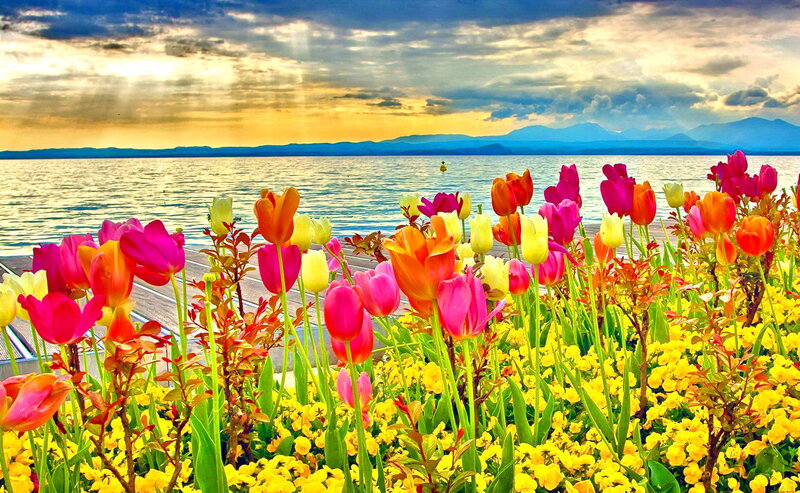 Tulips by the Lake — Yellow