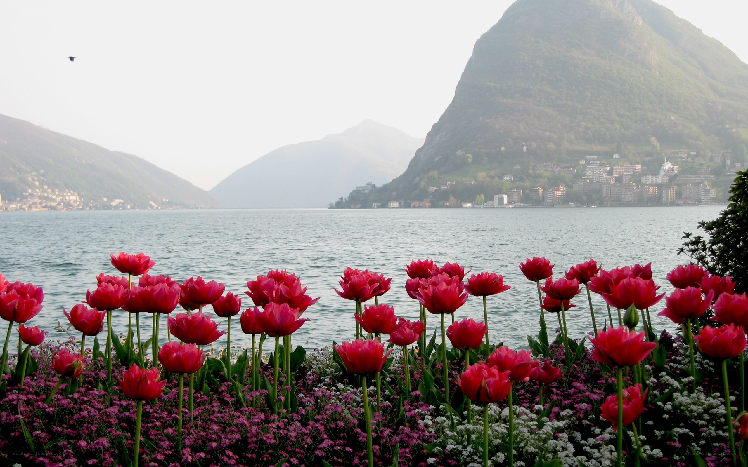 Tulips by the lake