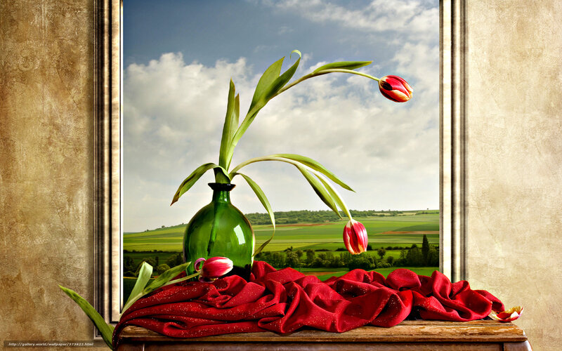 Tulips by the window