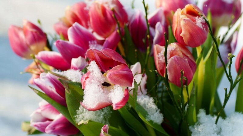 Tulips Covered in Snow