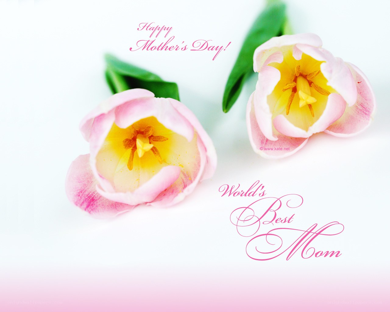 Tulips for Mother's Day