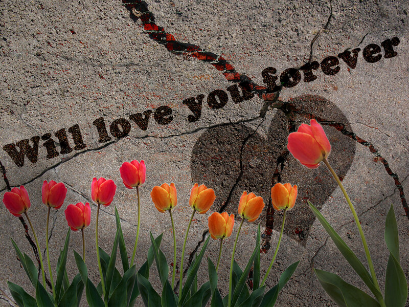 Tulips Growing from Crack