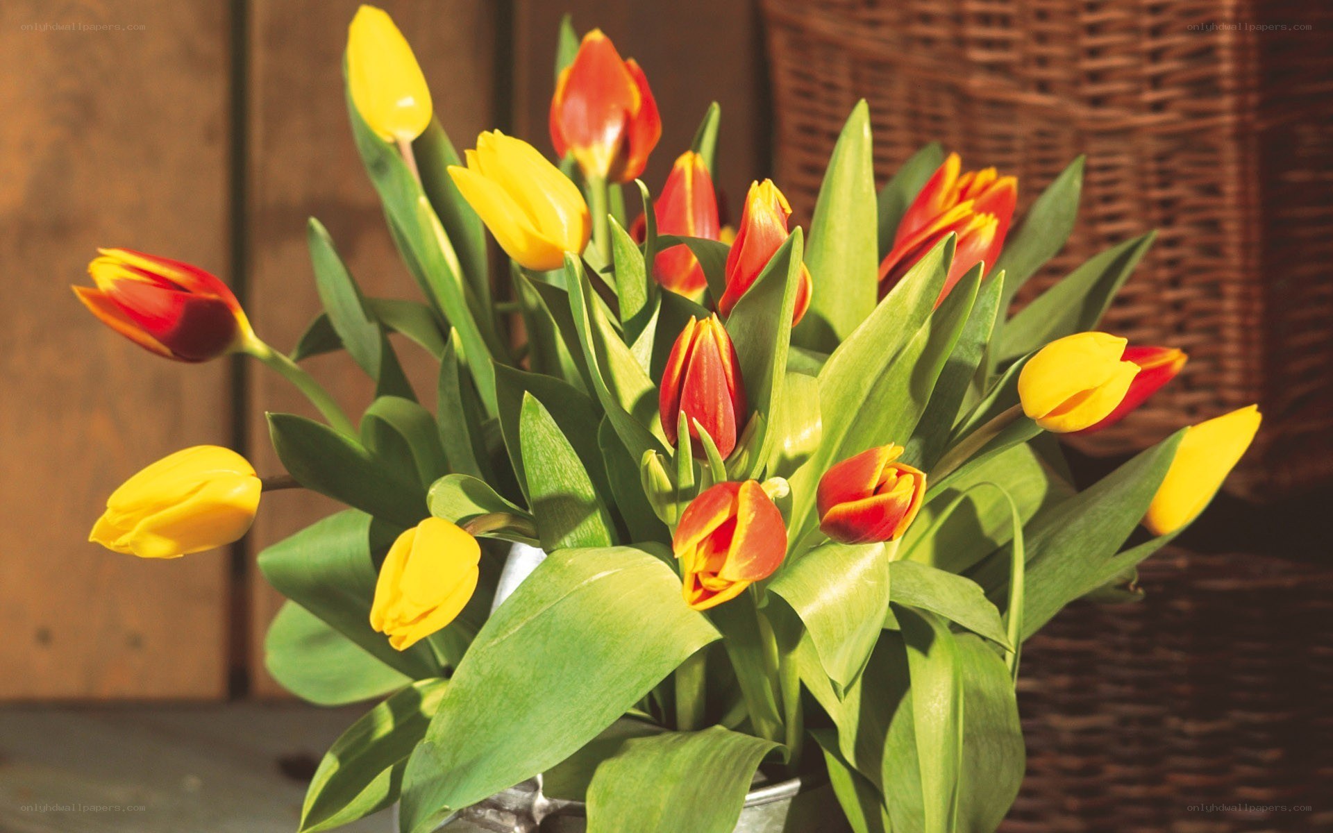 tulips in a basket
