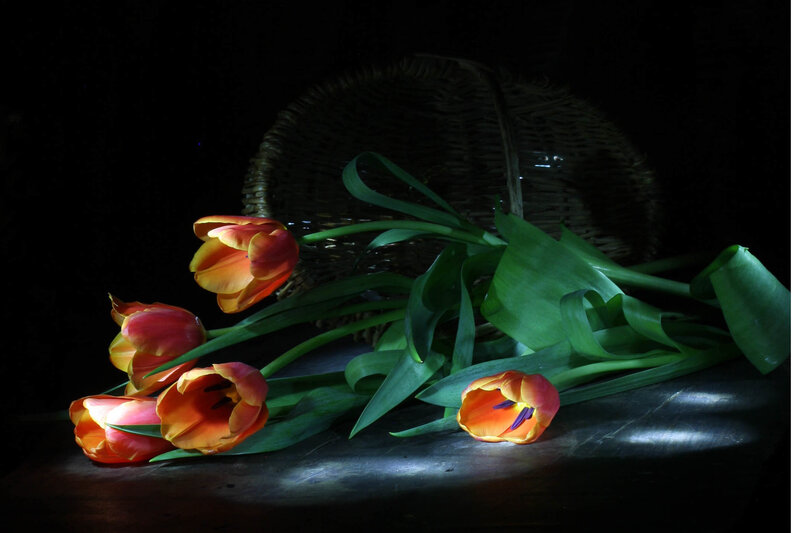Tulips in a Basket — Orange, Dramatic