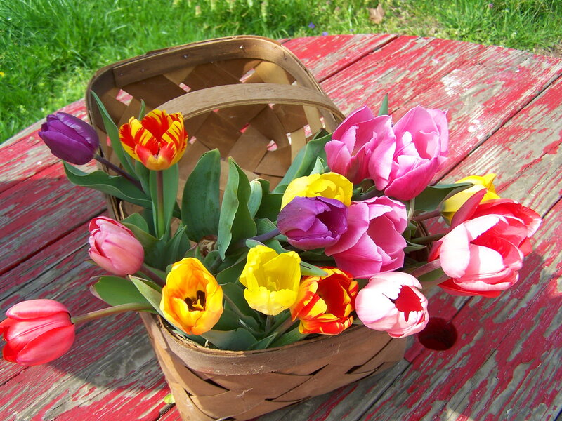 Tulips in a Basket — Pink, Bright