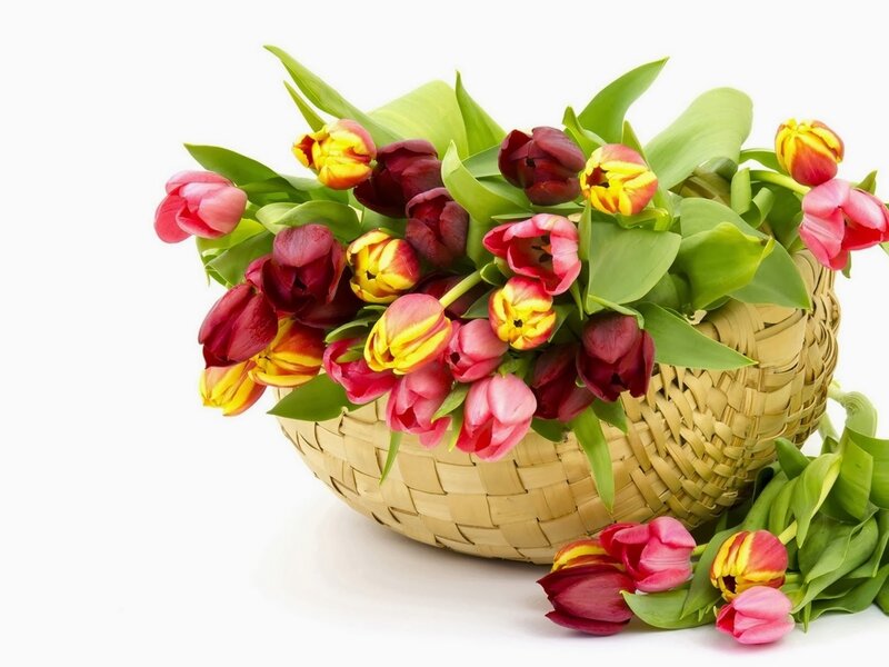 Tulips in a Basket — Pink, Calm, Spring, Photograph