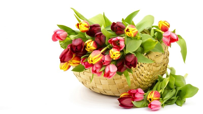 Tulips in a Basket — Pink, Calm, Spring
