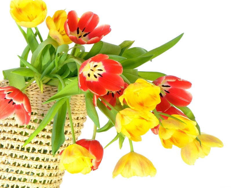 Tulips in a Basket — Red, Bright, Spring, Photograph
