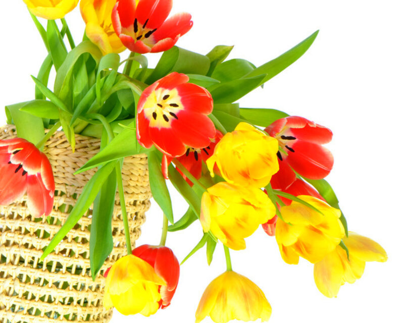 Tulips in a Basket — Red, Bright, Spring