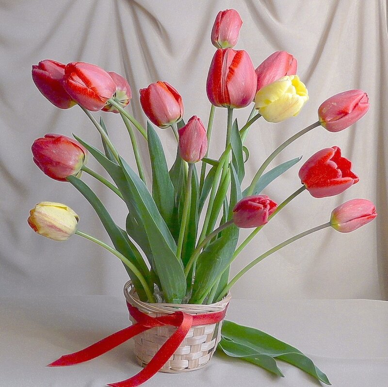 Tulips in a Basket — Red, Calm