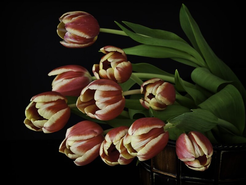 Tulips in a Basket — Red, Dramatic