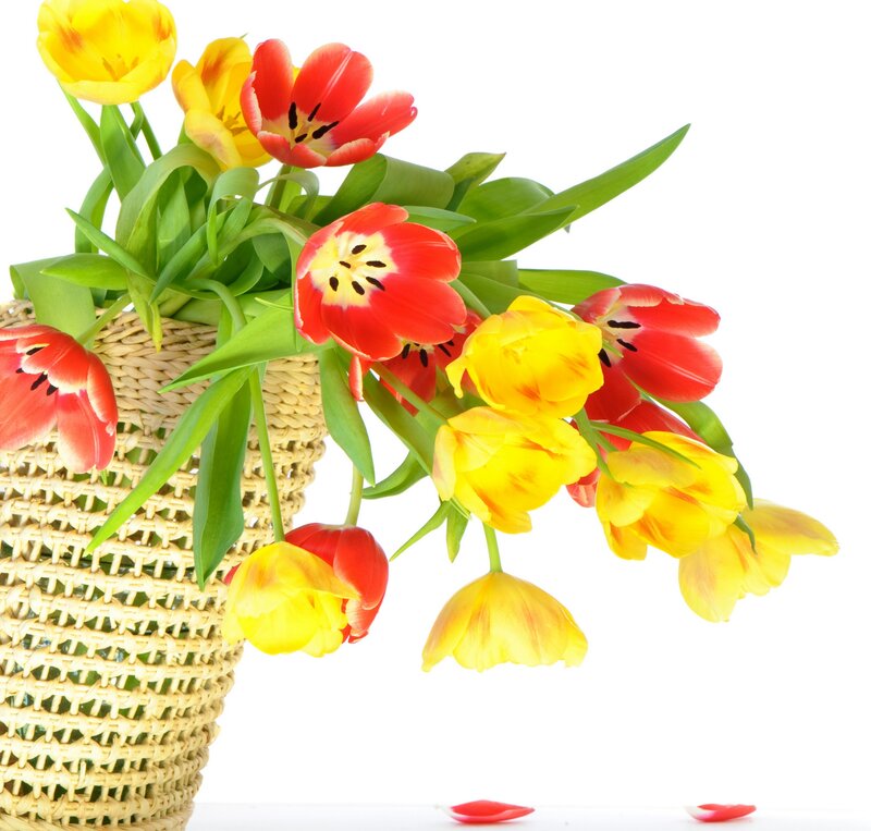 Tulips in a Basket — Red