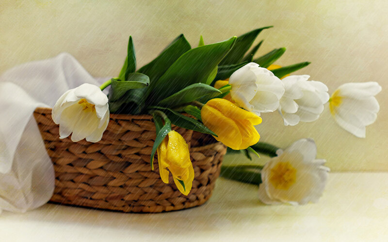 Tulips in a Basket — White