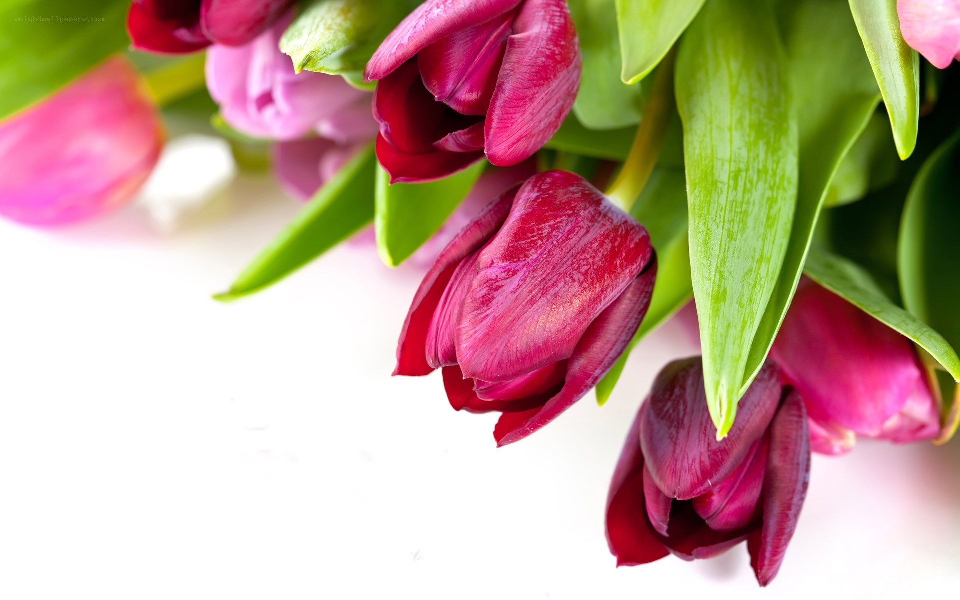 tulips in a bouquet