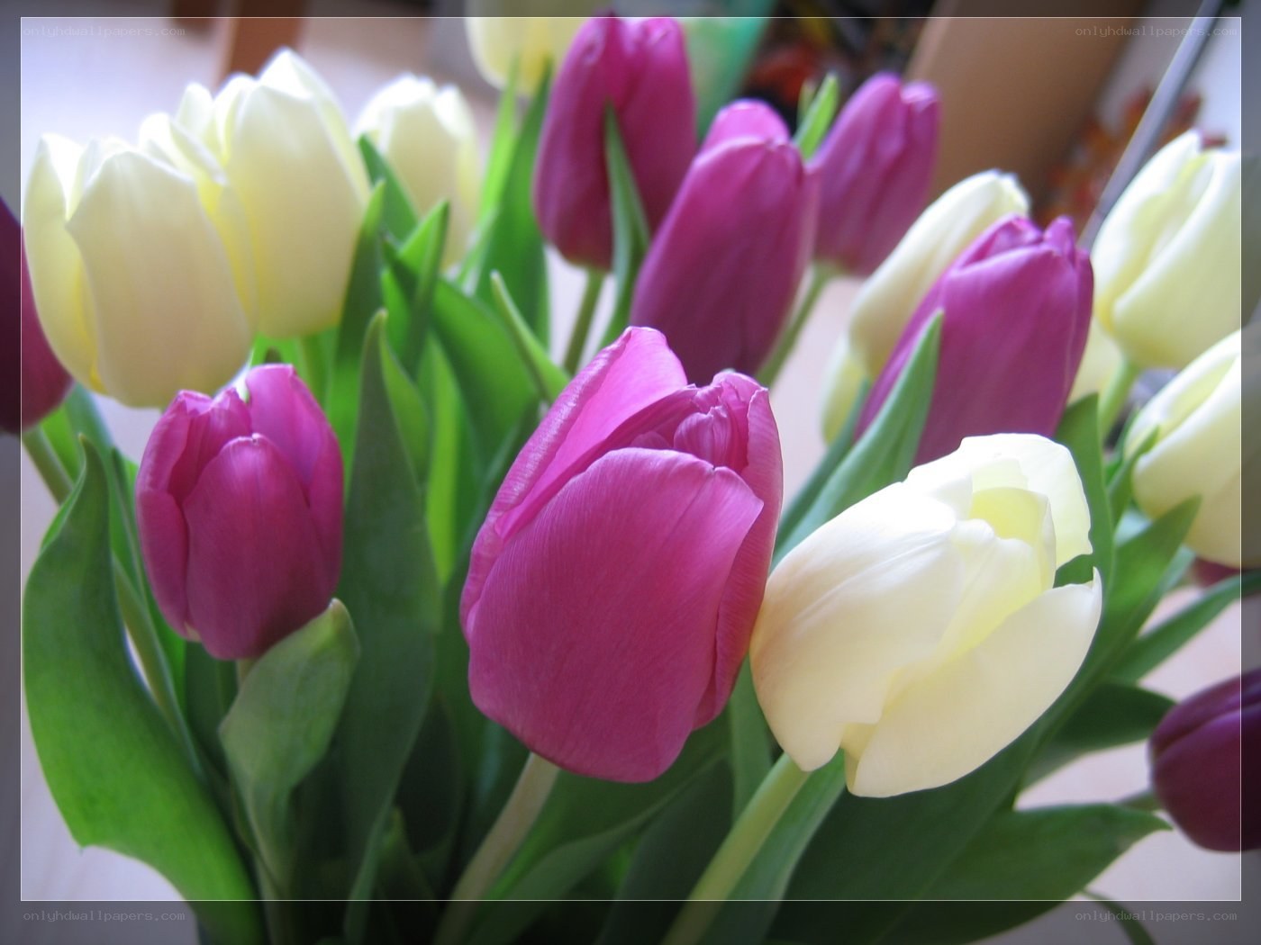 tulips in a bouquet
