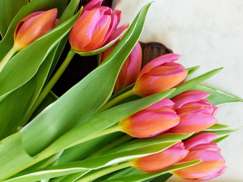 Tulips in a Bouquet — Pink, Calm
