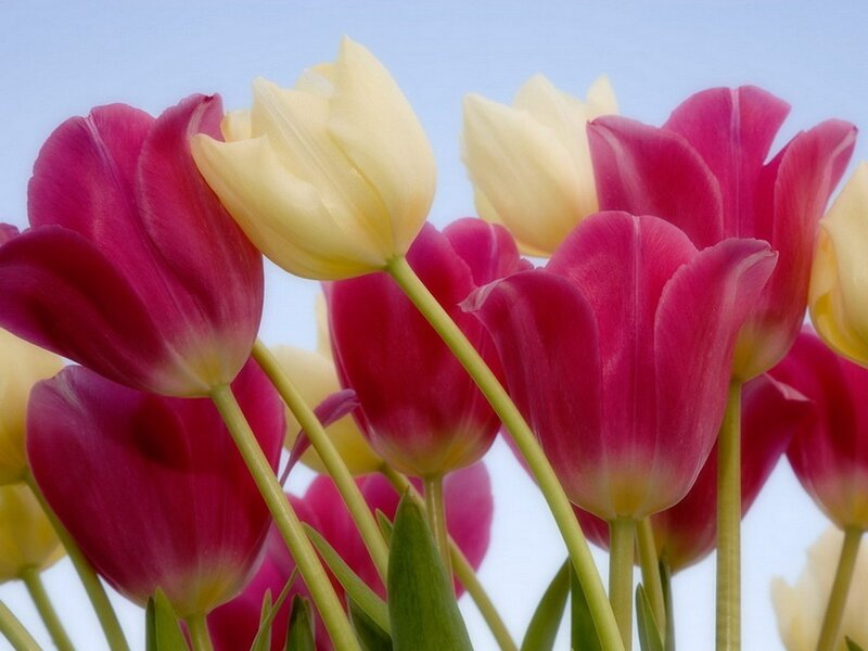 Tulips in a Bouquet — Pink