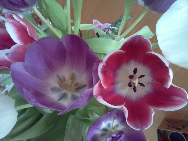 Tulips in a Bouquet — Purple