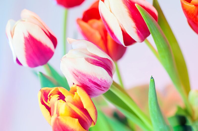 Tulips in a Bouquet — Red, Bright