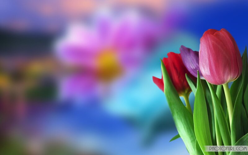 Tulips in a Bouquet — Red, Calm