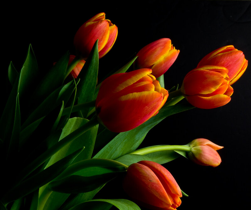 Tulips in a Bouquet — Red