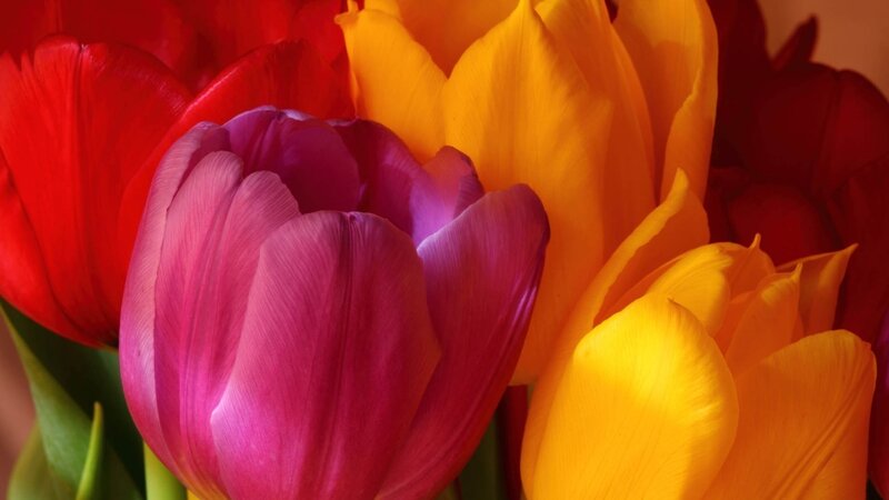 Tulips in a Bouquet — Red, Vibrant, Photograph, Flowers