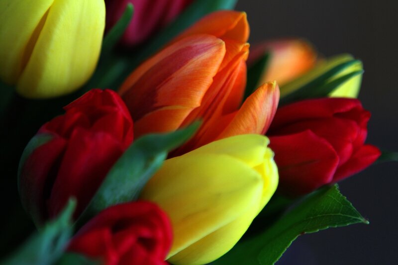 Tulips in a Bouquet — Red, Vibrant, Photograph