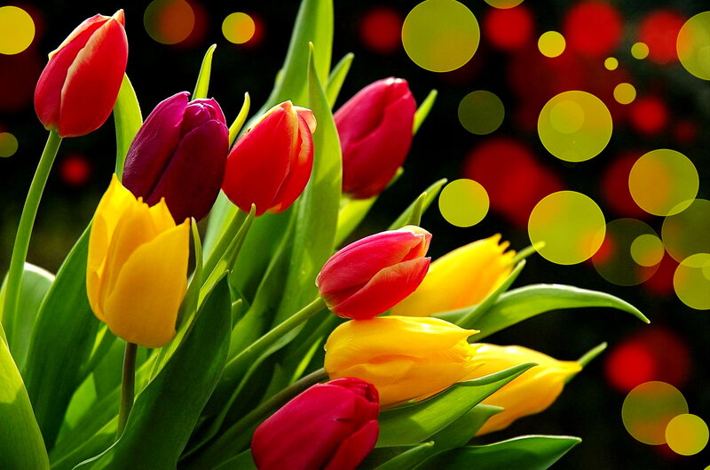 Tulips in a Bouquet — Red, Vibrant