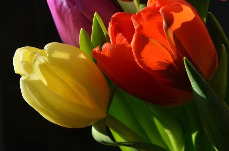 Tulips in a Bouquet — Yellow, Dramatic