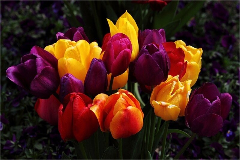 Tulips in a Bouquet — Yellow, Vibrant