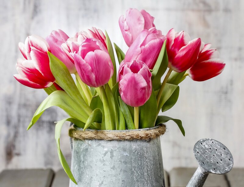 Tulips in a Bucket — Pink