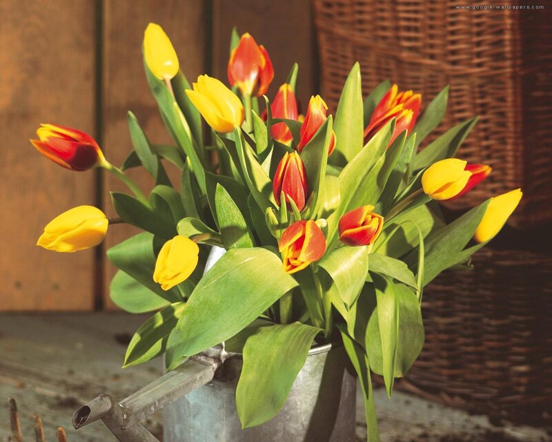 Tulips in a Bucket